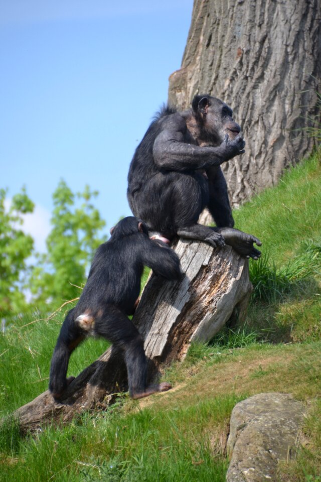 Monkey apes zoo