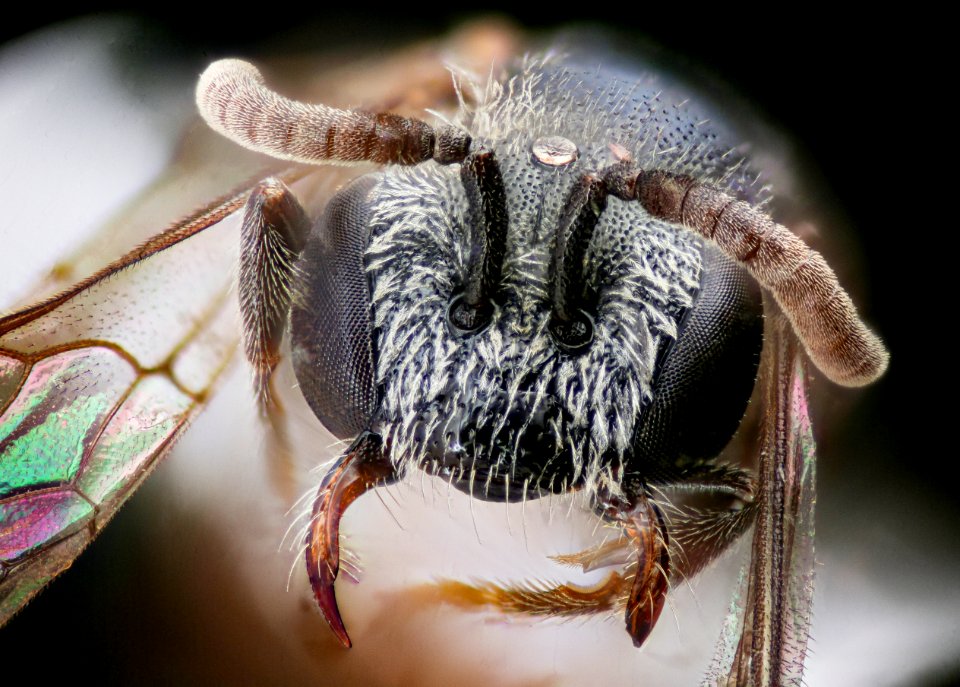 Sphecodes, f, MD, face 2021-02-12-14.17.13 ZS PMax UDR