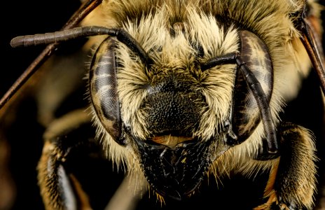 Megachile latimanus, F, Face1, MI, Alger County 2014-04-08-14.30.52 ZS PMax photo