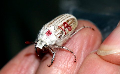 Casey's June beetle and marking photo