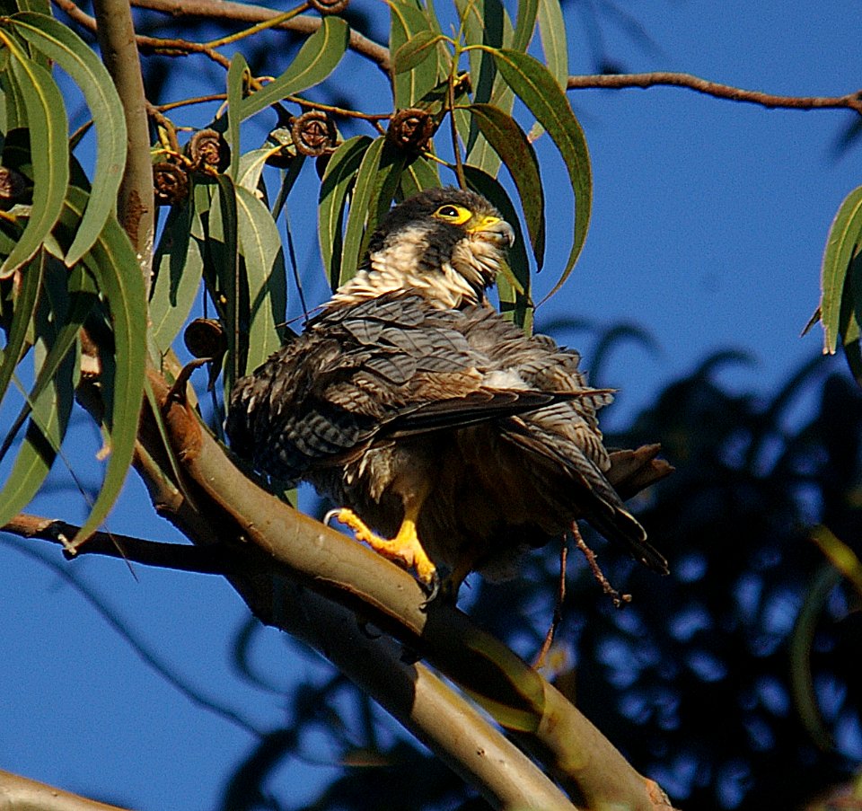 FALCON, PEREGRINE (11-04-06) morro bay, slo co, ca