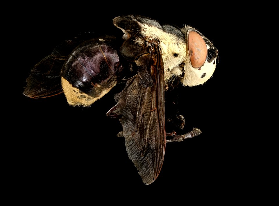 Cuterebra fontinella, mouse bot fly, side 2016-03-08-11.17