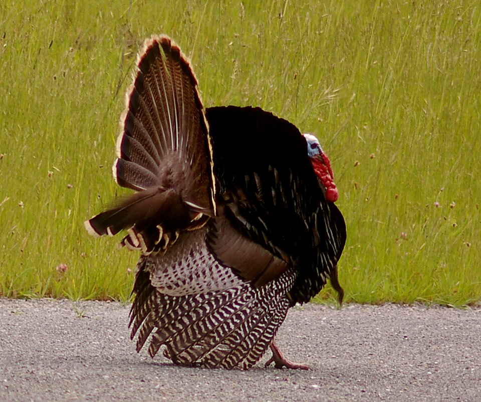 TURKEY, WILD (4-19-06) morro bay, slo co, ca