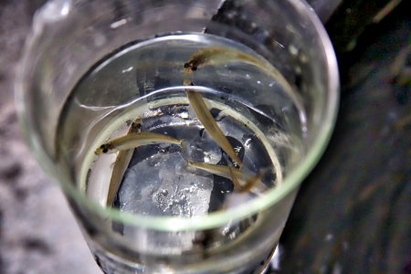 Delta Smelt