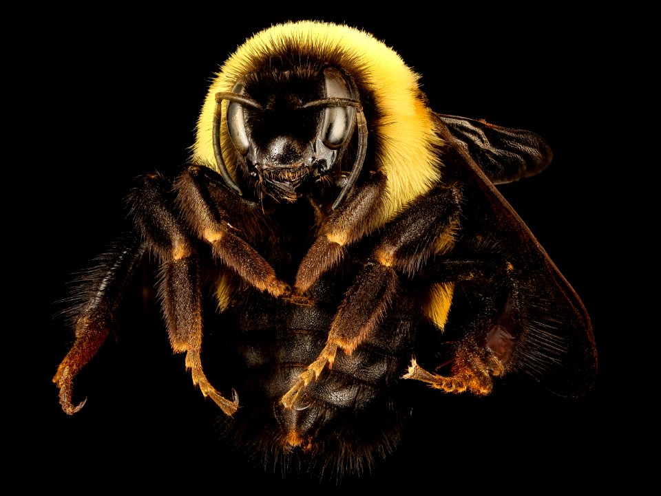 Bombus affinis, queen, racine wi, LW Macior 1965 front 2017-01-26-12.47
