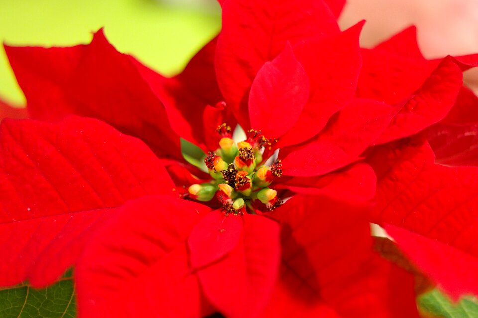 Bloom red euphorbia pulcherrima