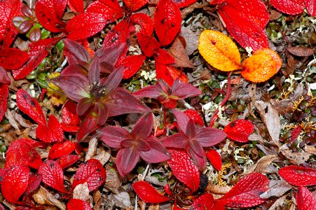 THE BIG ROCK GARDEN