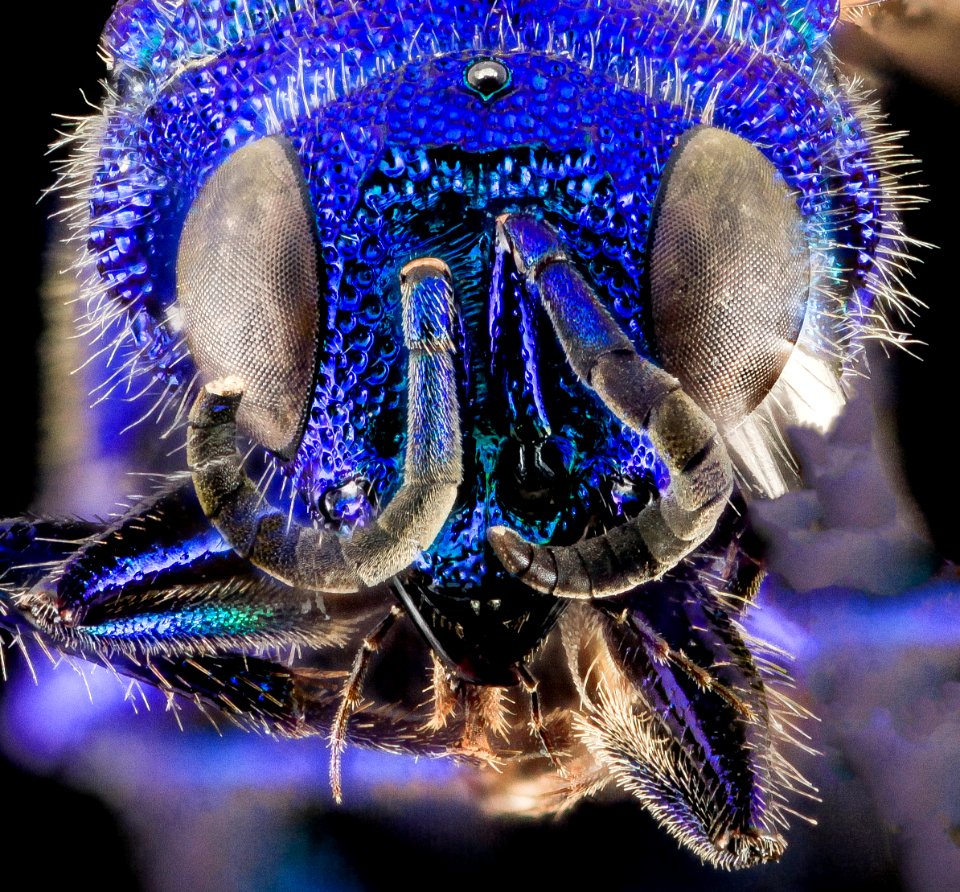 Ceratochrysis declinus Bohart, U, Face, MD, Baltimore County 2014-02-28-11.44.02 ZS PMax