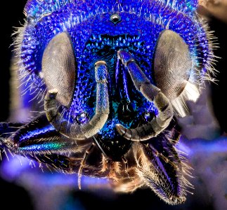 Ceratochrysis declinus Bohart, U, Face, MD, Baltimore County 2014-02-28-11.44.02 ZS PMax