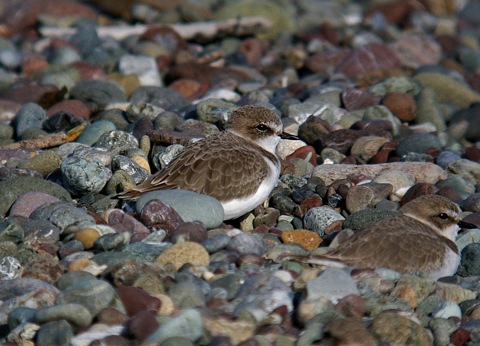PLOVER, SNOWY (11-5-06)-1