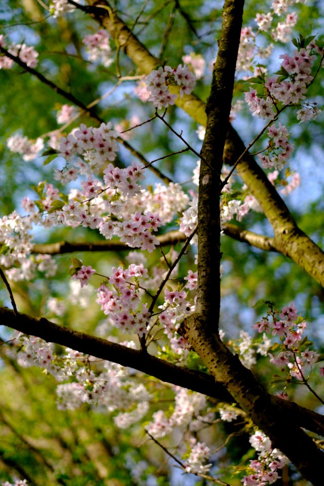 Frühlingserwachen photo