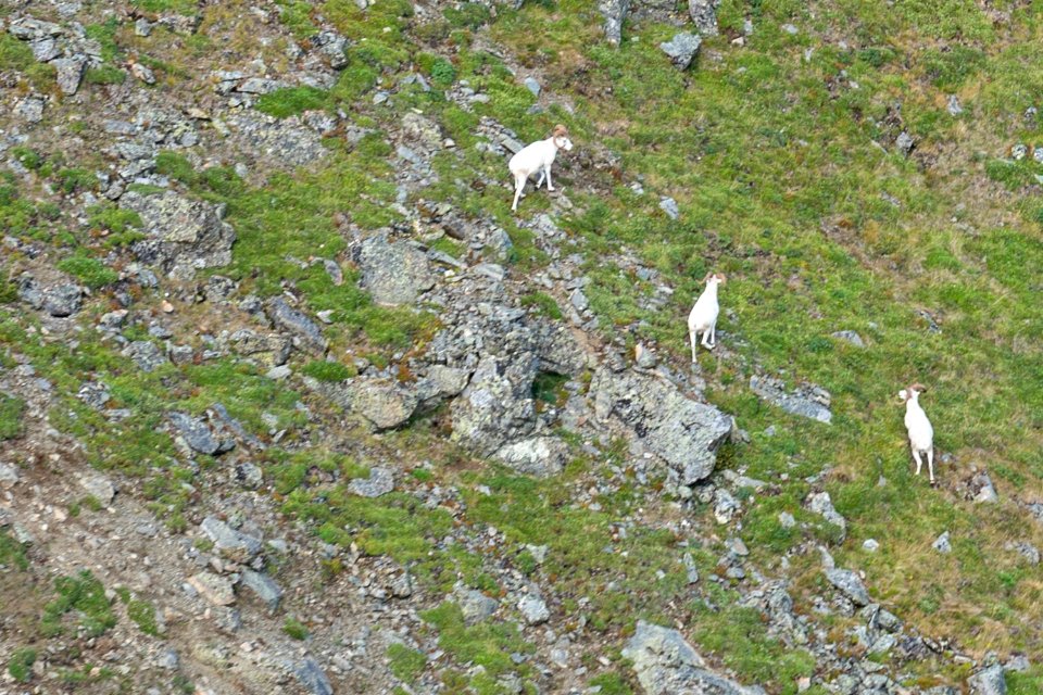 Arctic Refuge - Sheenjek River