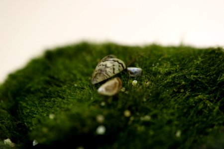 Zebra Mussels and Moss Balls