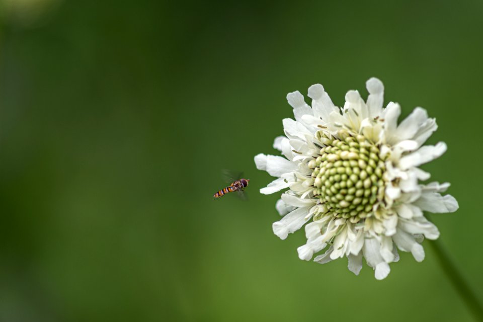 Blumen gehen immer