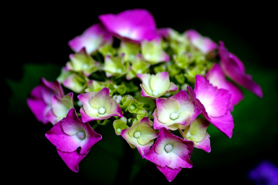 Blumen gehen immer