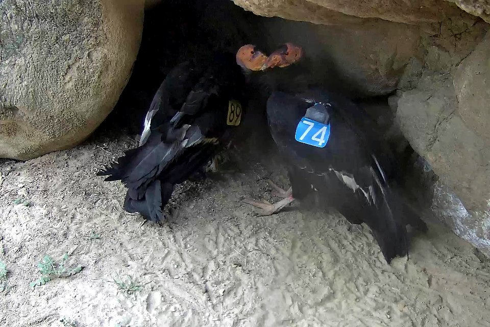 California condors #289 and #374 in their nest.