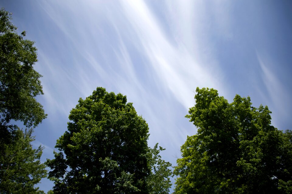 Nature summer blue