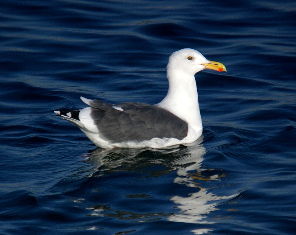 GULL, WESTERN (10-26-06) adult