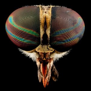Tabanus Fly, U, Face 2013-07-01-15.56.26 ZS PMax