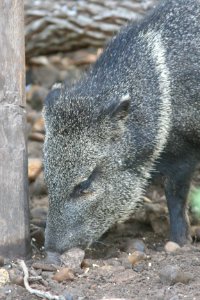 PECCARY, COLLARED (tayassu tajacu) (1-8-09) laguna atascosa, tx