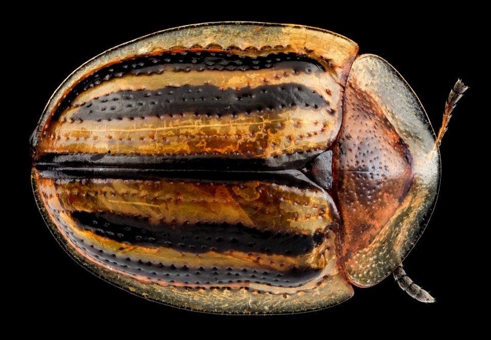Beetle 2 with Whole Styrofoam Cup 2013-09-13-14.05.50 ZS PMax