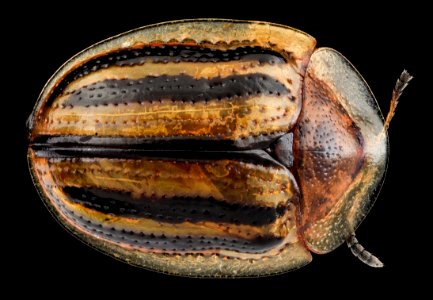 Beetle 2 with Whole Styrofoam Cup 2013-09-13-14.05.50 ZS PMax photo