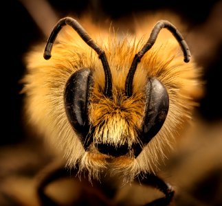 Bombus vandykei, m, face, Mariposa CA 2017-08-02-14.37