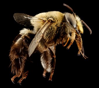 Centris lanosa, F, Side, FL, Torreya 2014-10-09-16.09.01 ZS PMax photo