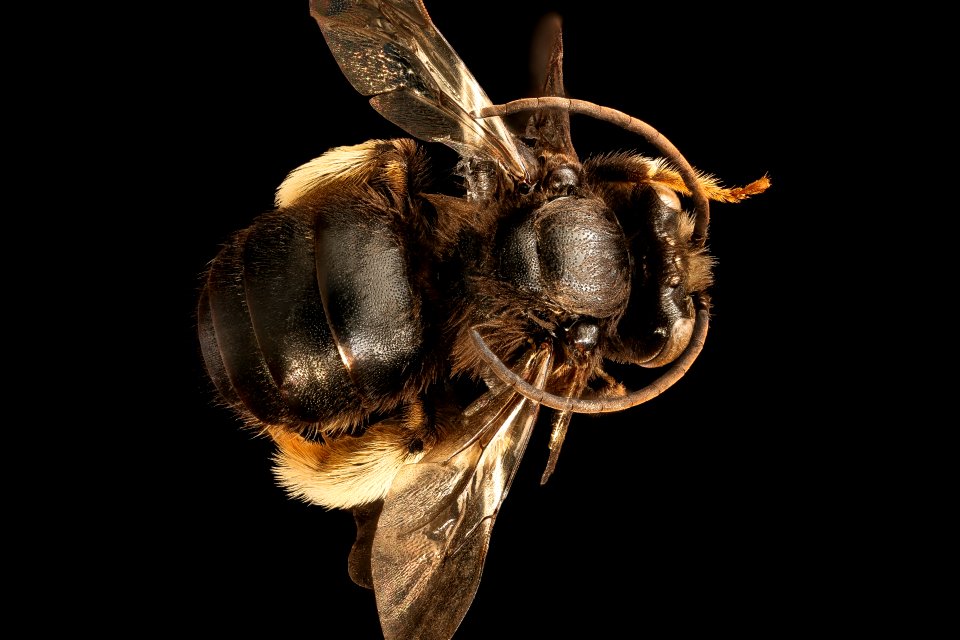 Melissodes bimaculata, m, back, Caroline Co. Maryland 2016-06-27-14.57.02 ZS PMax UDR