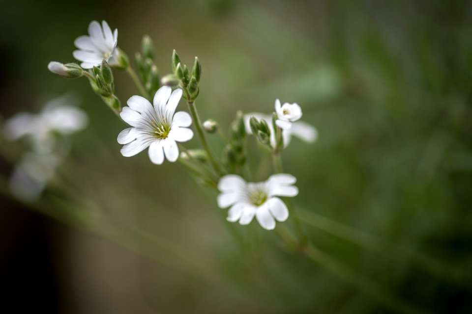 Blume gehen immer