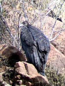 California condor chick #871 near the Devils Gate nest.