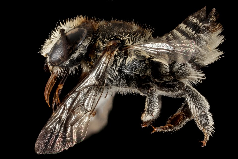 Megachile concinna, F, side, Puerto Rico, Boqueron 2014-09-26-09.19