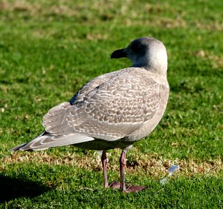 GULL, GLAUCOUS-WINGED (11-23-06)-oceano-1