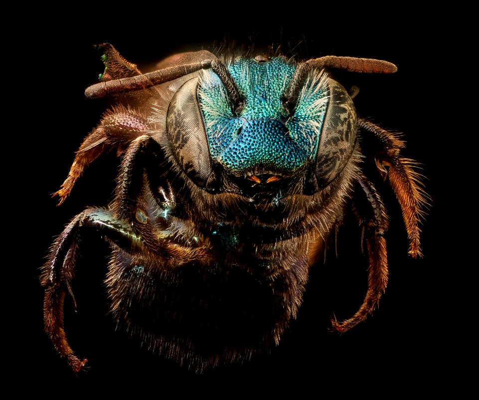 Osmia laeta, f, face, Mariposa, CA 2017-09-15-15.41