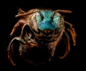 Osmia laeta, f, face, Mariposa, CA 2017-09-15-15.41