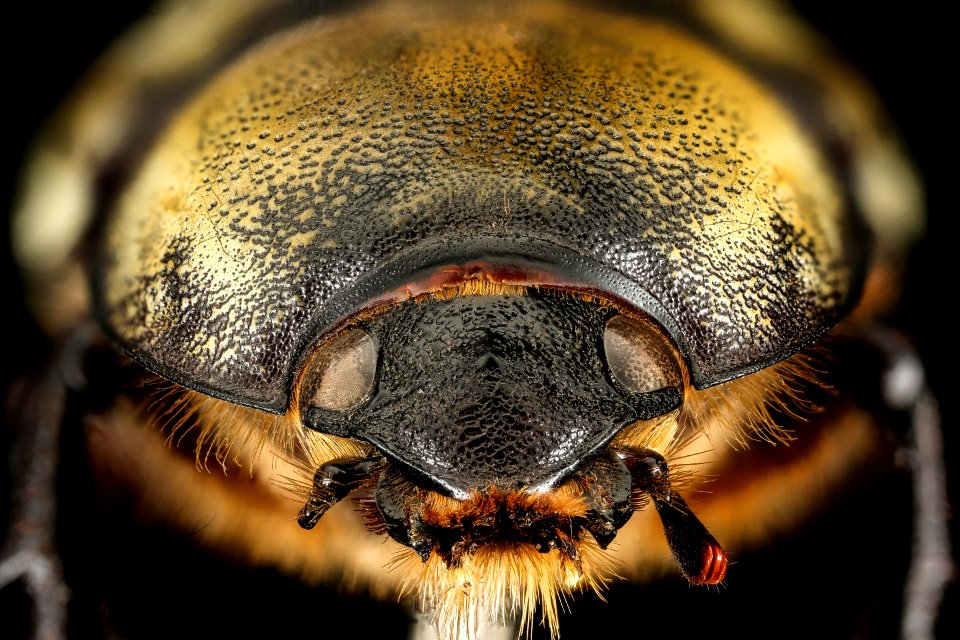 Dynastes tityus, f, front face, MD 2016-02-24-15.05