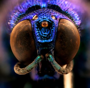 blue jewel bee, m, face, Skukuza, South Africa 2018-08-16-01.33.54 ZS PMax UDR photo