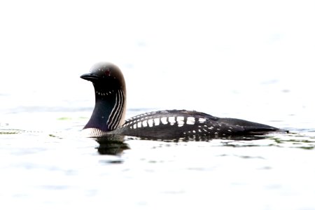 Pacific loon