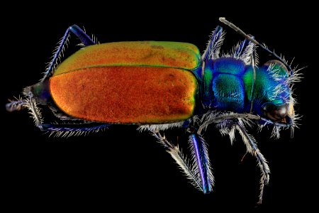 Festive Tiger Beetle, back, Badlands,Pennington Co, SD 2013-12-31-13.55.27 ZS PMax photo