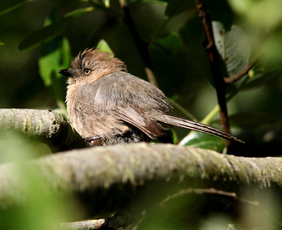 BUSHTIT (4-11-07) canet rd, morro bay, slo co, ca