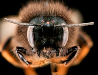 Osmia cornuta, f, face, Podunajska, Slovakia 2019-12-18-12.00.55 ZS PMax UDR photo