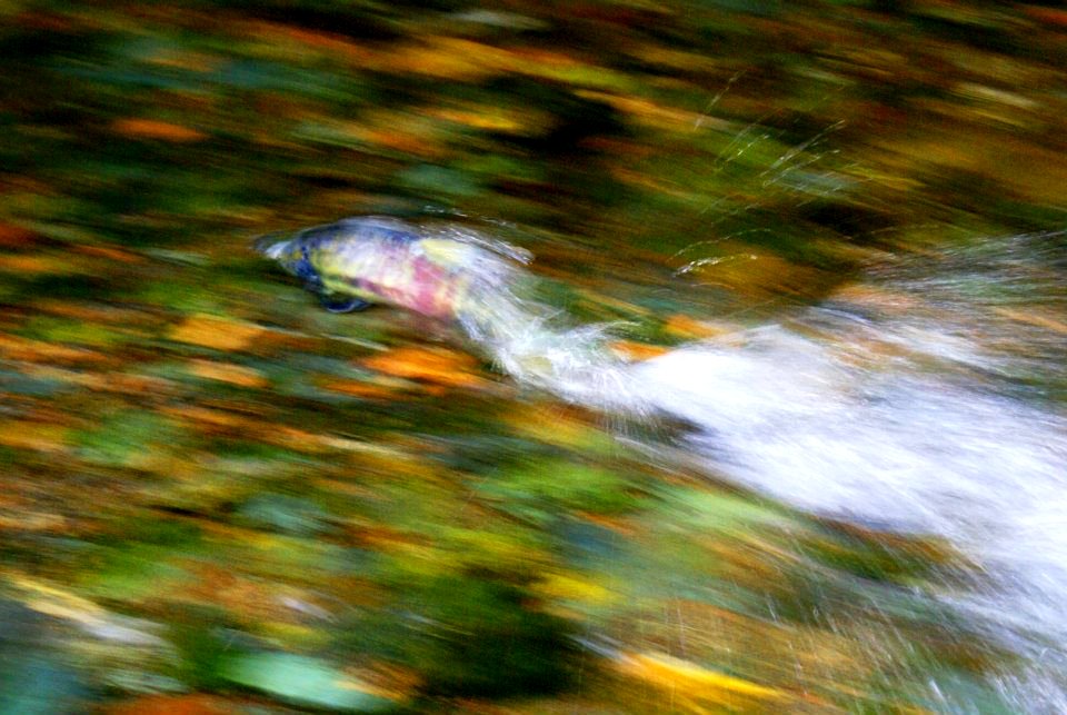 chum salmon at burst speed