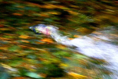 chum salmon at burst speed