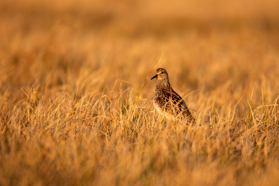 Pectoral Sandpiper in the midnight sun - Arctic Bird Fest 2019