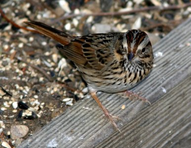 SPARROW, LINCOLN'S (1-11-07) canet rd, morro bay, slo co, ca