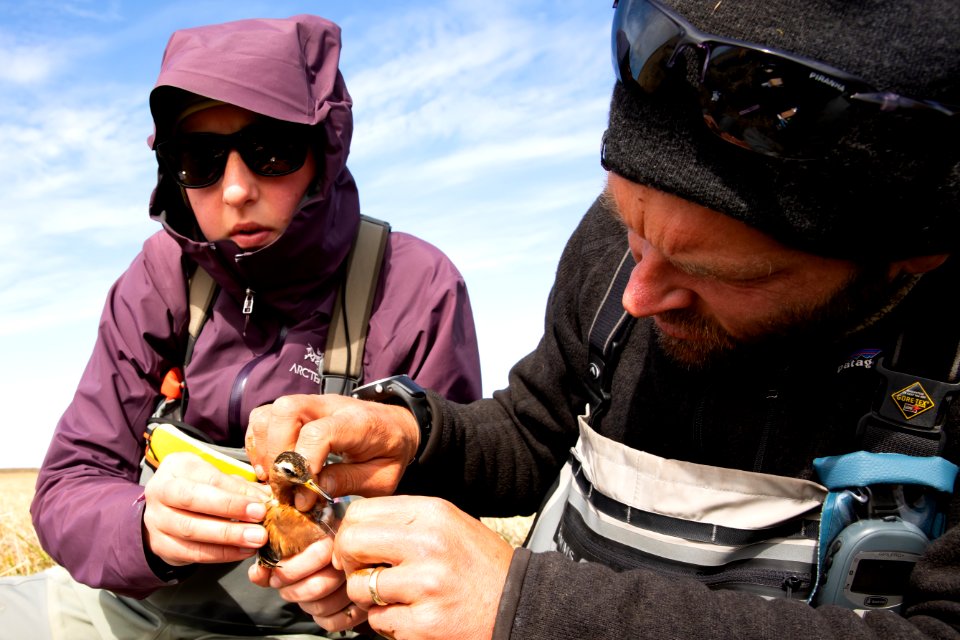 Biologists with red phalarope - Arctic Bird Fest 2019