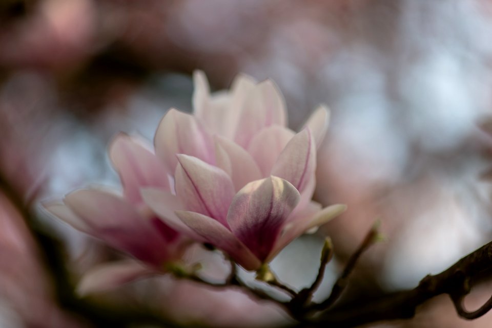 magnolia in the sun photo
