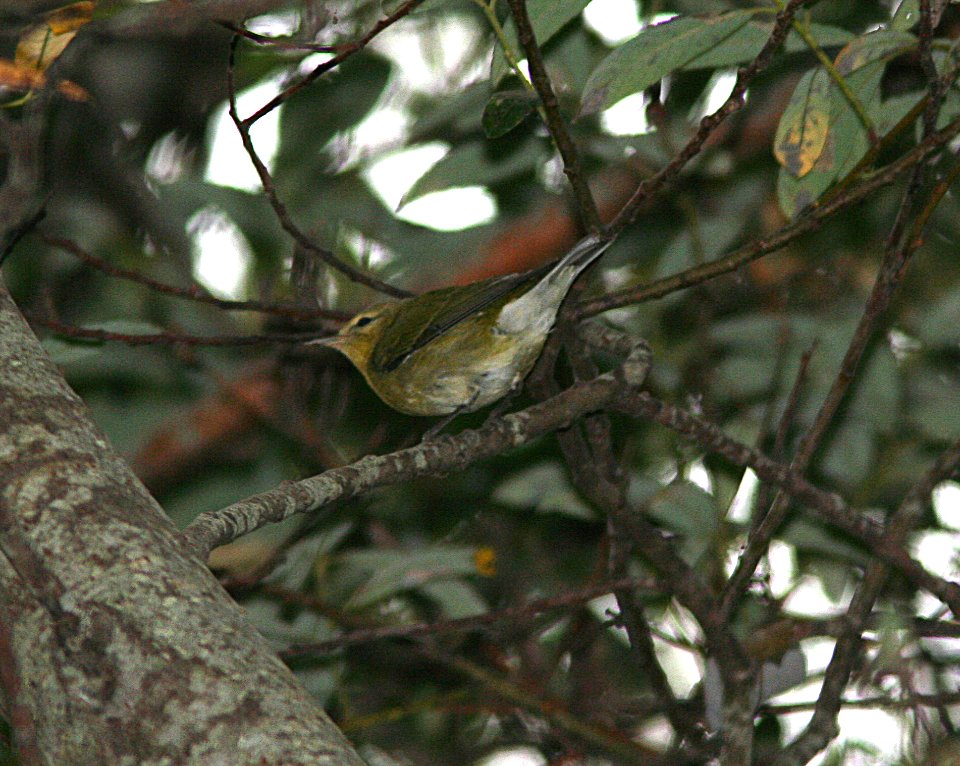 WARBLER, TENNESSEE (9-30-06) cambria, slo co, ca