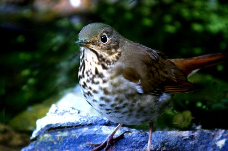 THRUSH, HERMIT 11-4-05 Camp Keep, montano de oro syaye park, slo co, ca
