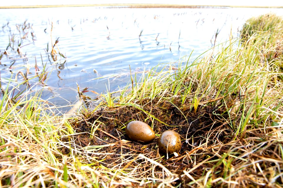 Red-throated loon nest - Arctic Bird Fest 2019